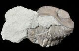Wide Enrolled Eldredgeops Trilobite - Silica Shale #46594-1